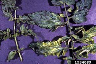 Common Plant Diseases