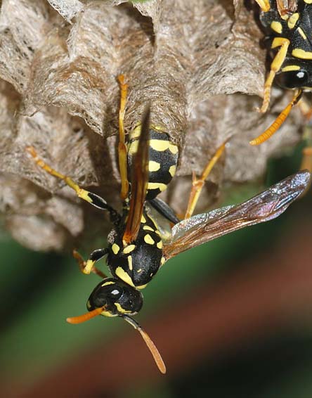 Wasps And Yellowjackets And Their Nests I What Is A Yellowjacket?