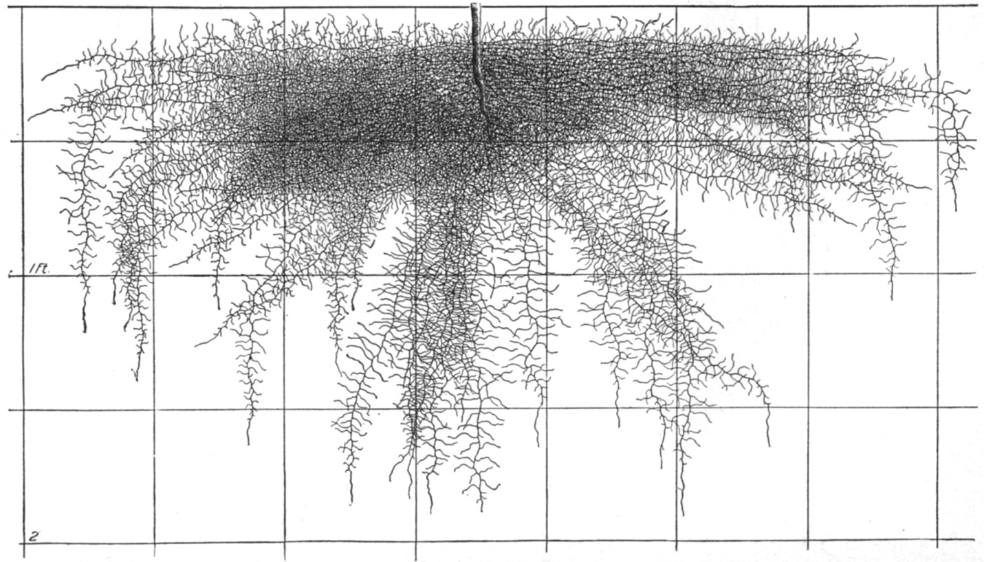 Planting the roots. Корневая система туи. Корневая система туи Смарагд. Туя корневая система глубина. Корневая система туи Брабант.